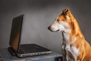 Hundetraining online buchen